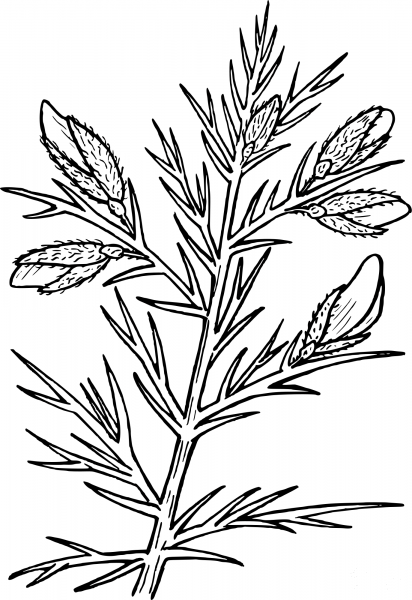 Vintage Gorse coloring page image