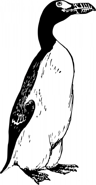 Vintage Great Auk coloring page image