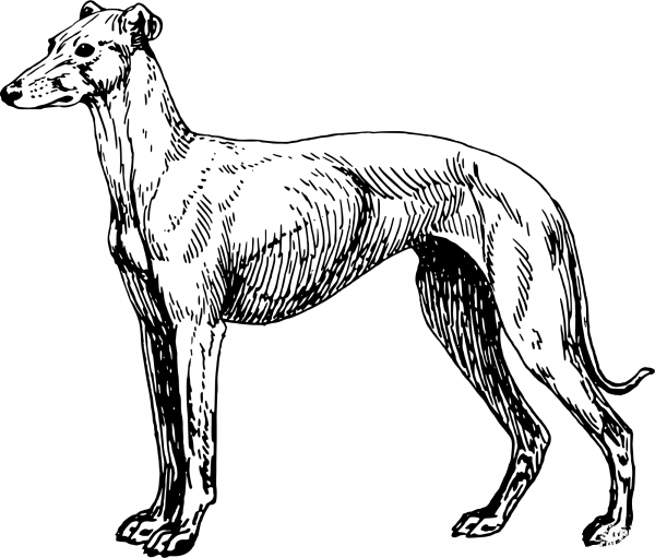 Vintage Greyhound coloring page image