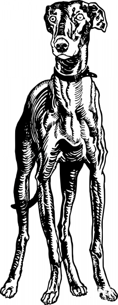 Vintage Greyhound Dog coloring page image