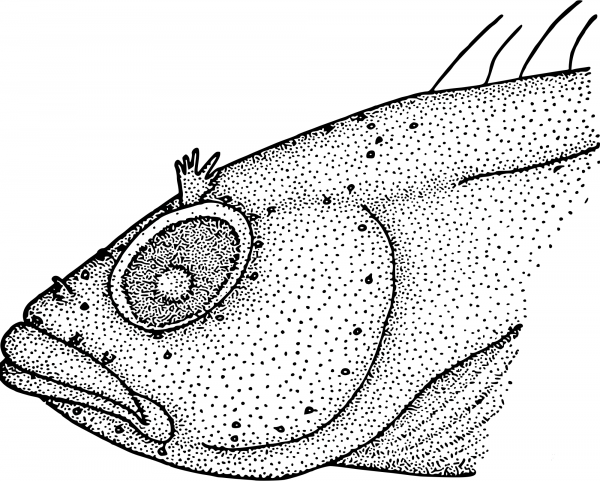 Vintage Gross Fish Face coloring page image