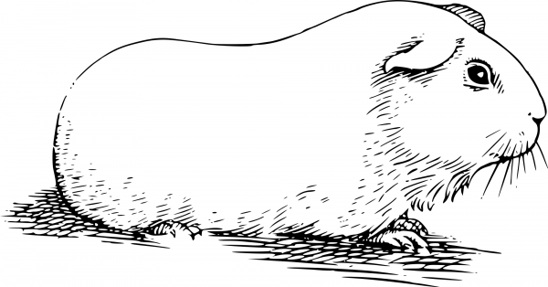 Vintage Guinea Pig coloring page image
