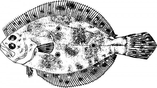 Vintage Gulf Flounder coloring page image