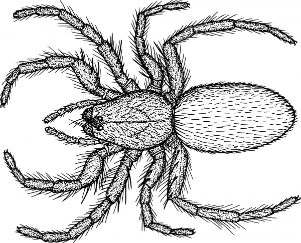 Vintage Hairy Spider coloring page image