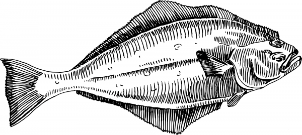 Vintage Halibut coloring page image