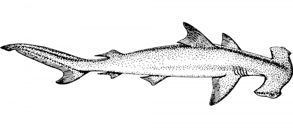 Vintage Hammerhead Shark coloring page image