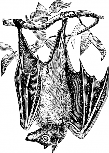 Vintage Hanging Bat coloring page image