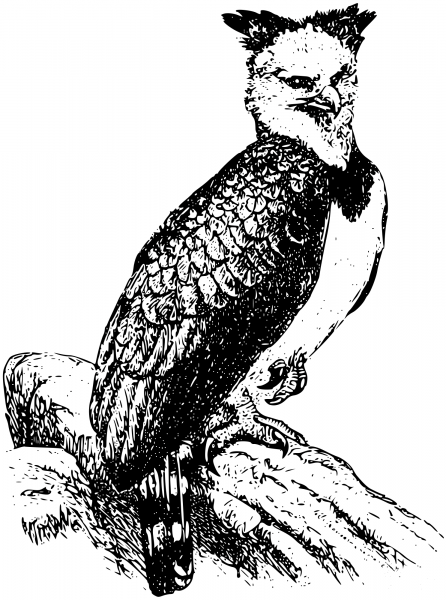 Vintage Harpy Eagle coloring page image