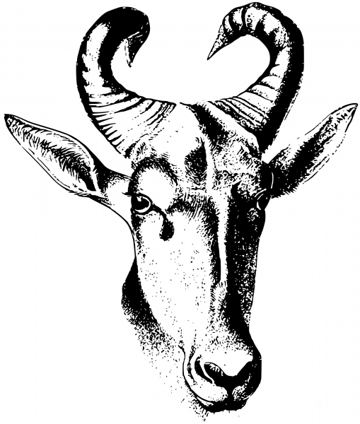 Vintage Hartebeest coloring page image