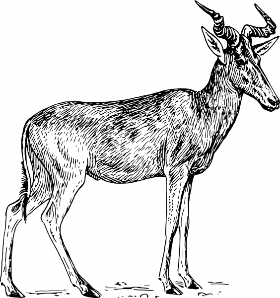 Vintage Hartebeest coloring page image