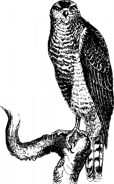 Vintage Hawk coloring page image