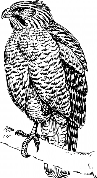 Vintage Hawk coloring page image