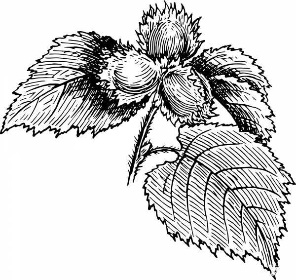 Vintage Hazel coloring page image