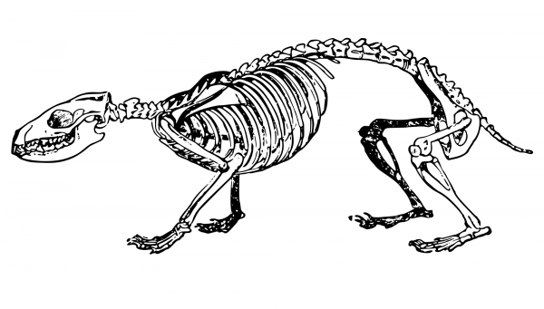 Vintage Hedgehog Skeleton coloring page image