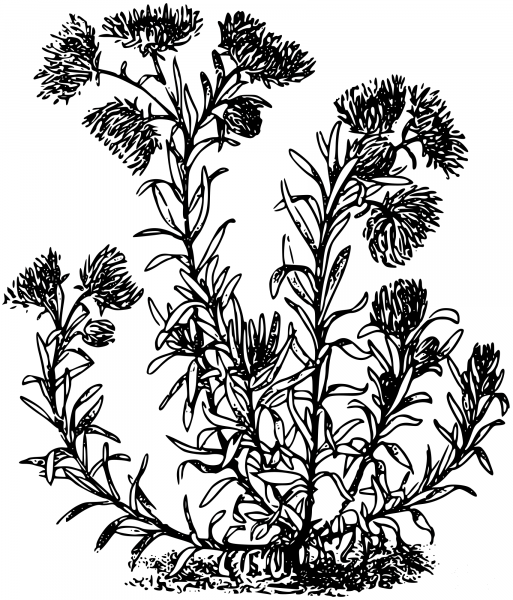 Vintage Helichrysum Lentii coloring page image