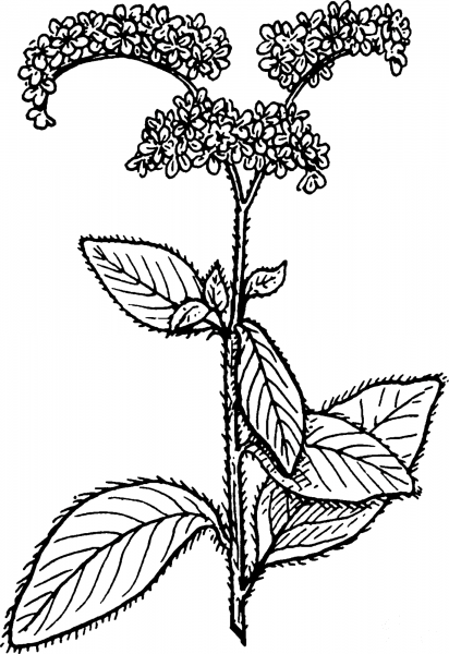 Vintage Heliotrope coloring page image