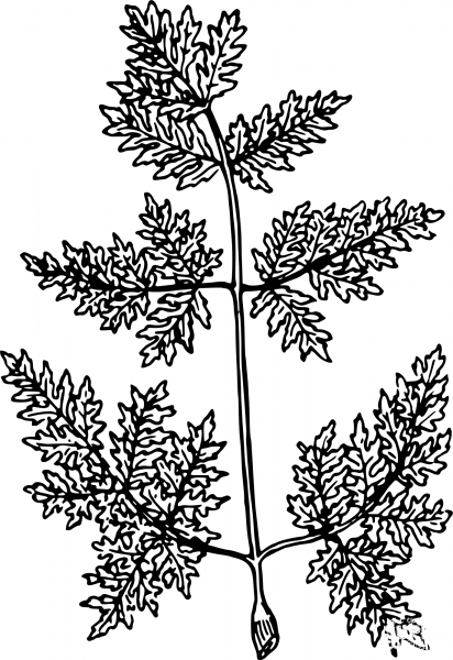 Vintage Hemlock coloring page image