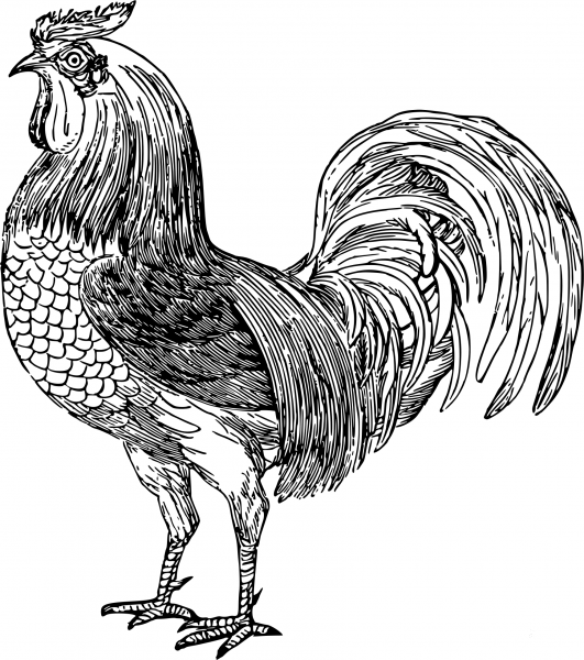 Vintage Hen coloring page image