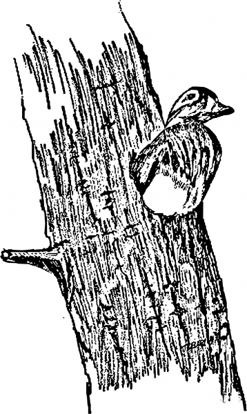 Vintage Hen Wood Ducks in a Tree coloring page image