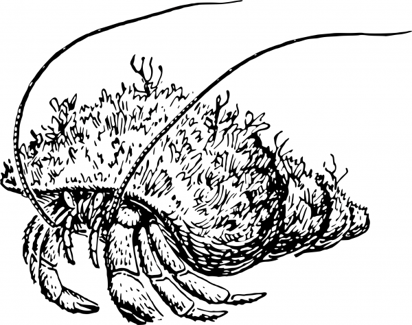 Vintage Hermit Crab coloring page image