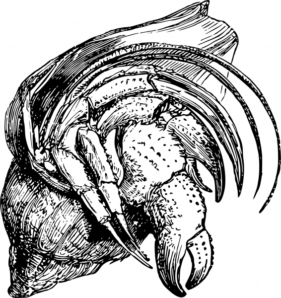 Vintage Hermit Crab coloring page image