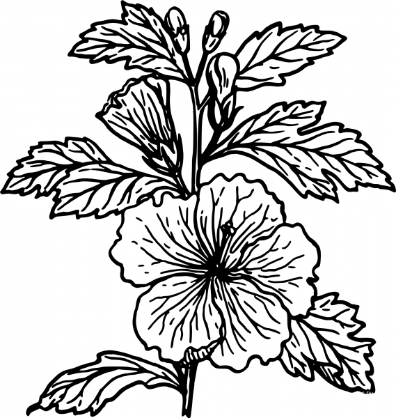 Vintage Hibiscus coloring page image