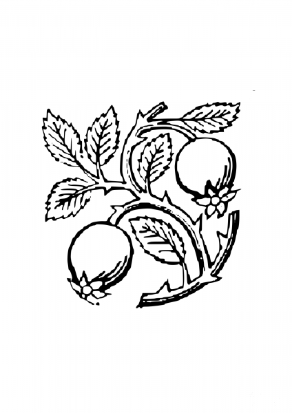 Vintage Hip Rose coloring page image