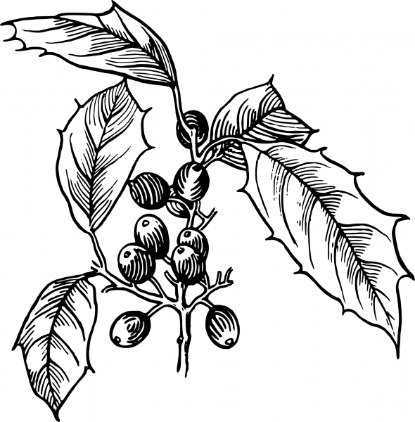 Vintage Holly coloring page image