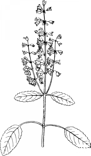 Vintage Holy Basil coloring page image