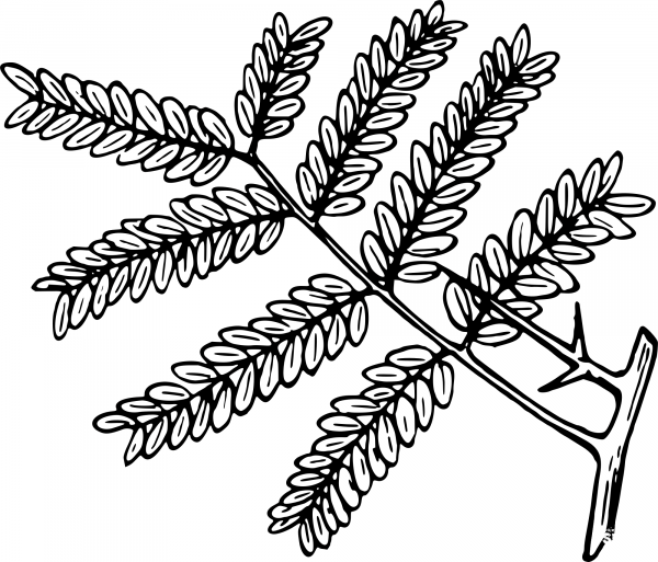 Vintage Honey Locust coloring page image
