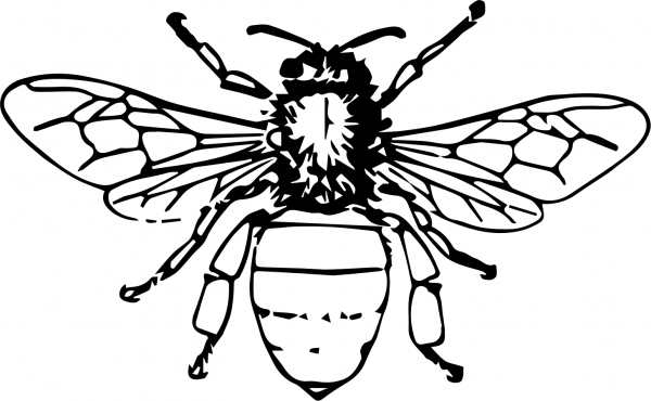 Vintage Honeybee coloring page image