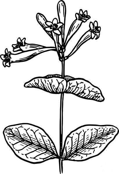 Vintage Honeysuckle coloring page image