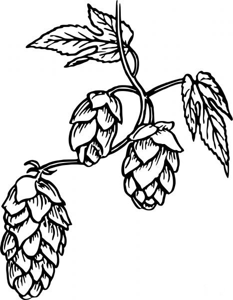 Vintage Hops coloring page image