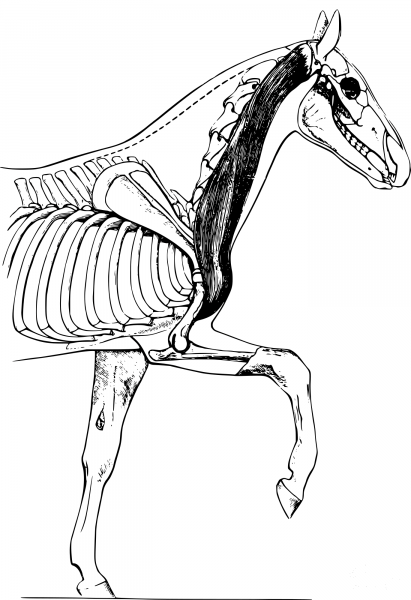 Vintage Horse Biology coloring page image