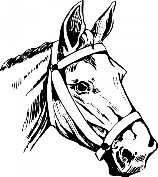 Vintage Horse Head coloring page image