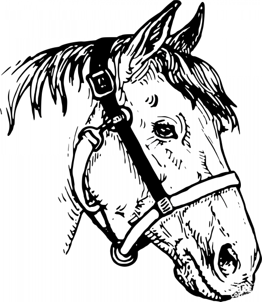 Vintage Horse Head coloring page image