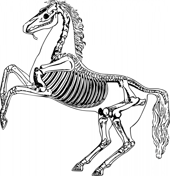 Vintage Horse Skeleton coloring page image