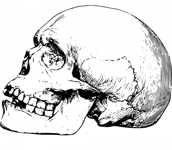 Vintage Human Skull coloring page image