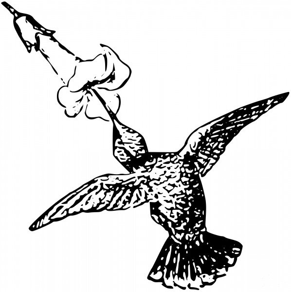 Vintage Humming Bird coloring page image