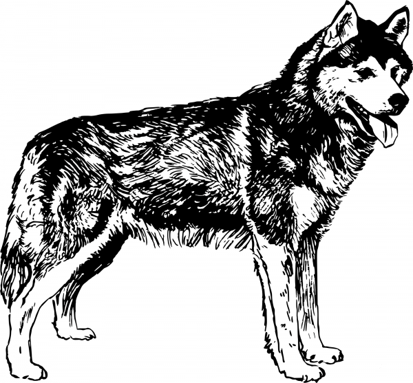 Vintage Husky coloring page image