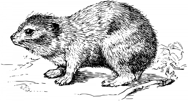 Vintage Hyrax coloring page image