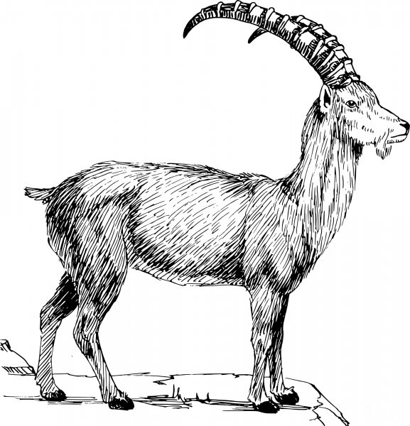 Vintage Ibex coloring page image