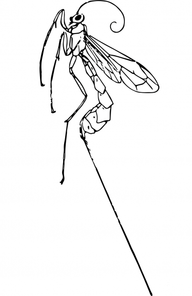 Vintage Ichneumonfly coloring page image