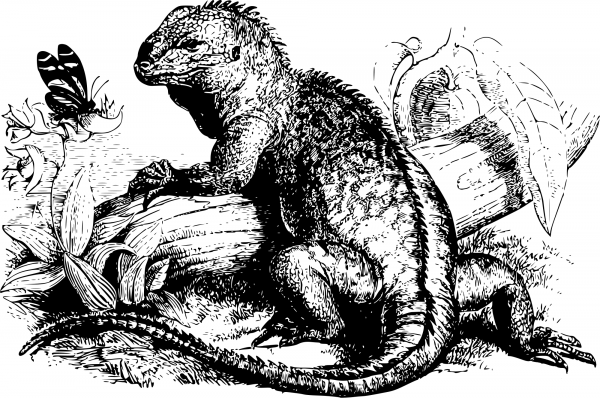 Vintage Iguana coloring page image