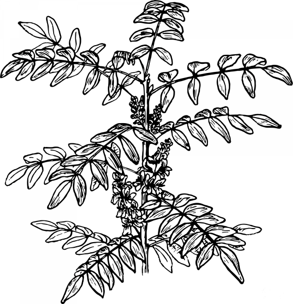 Vintage Indigofera coloring page image