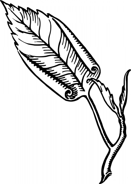 Vintage Involute Leaf coloring page image