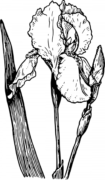 Vintage Iris coloring page image