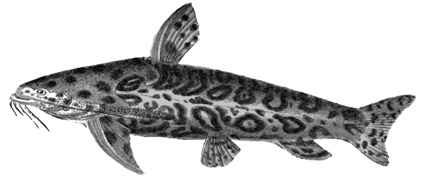 Vintage Jaguar coloring page image