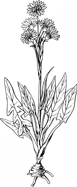 Vintage Kovalevskiella coloring page image