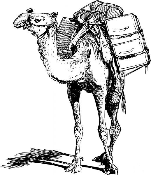 Vintage Laden Camel coloring page image